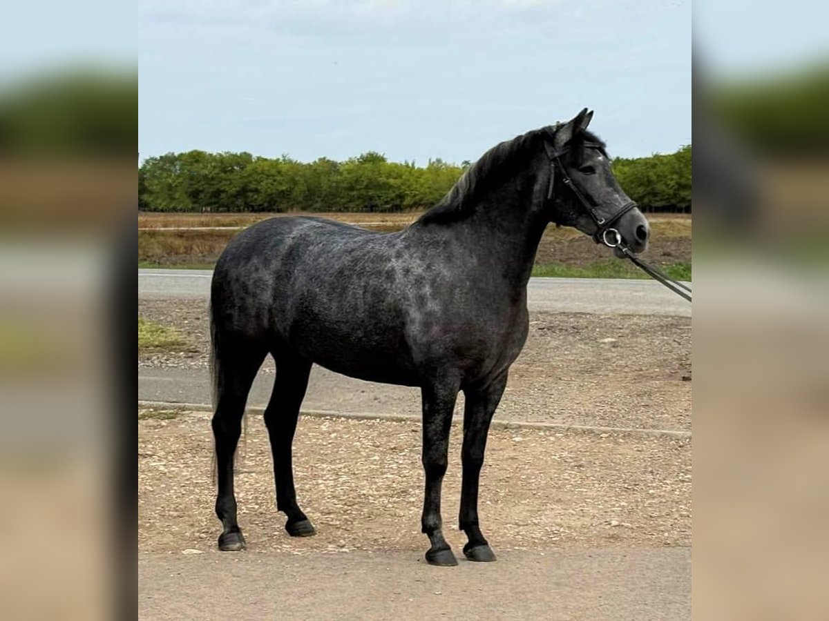 Weitere Ponys/Kleinpferde Stute 5 Jahre 148 cm Apfelschimmel in Wagendorf