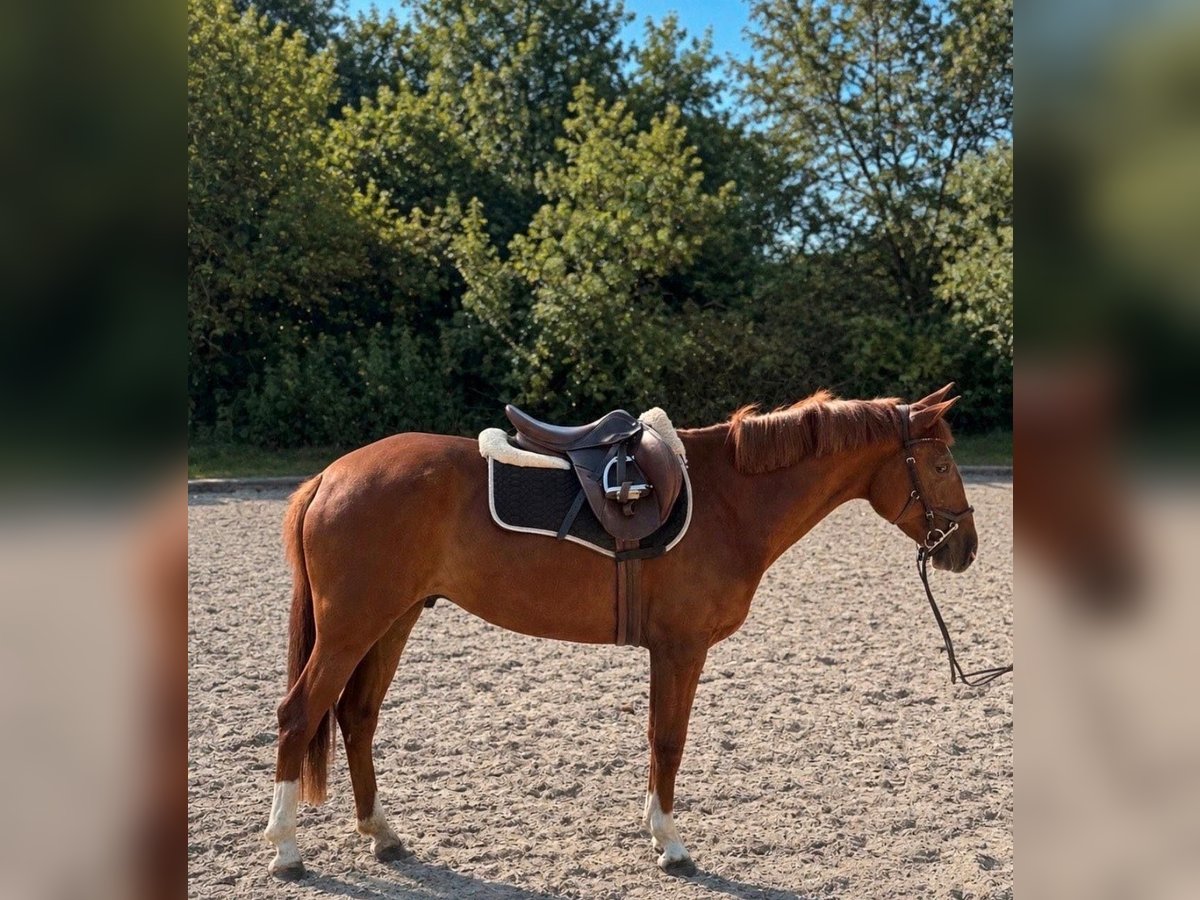 Weitere Ponys/Kleinpferde, Stute in Woldert