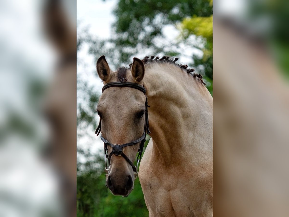 Weitere Ponys/Kleinpferde Stute 5 Jahre 148 cm Palomino in Mez&#x151;hegyes