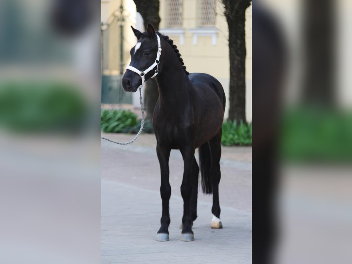 Weitere Ponys/Kleinpferde Stute 5 Jahre 148 cm Rappe in L&#x151;k&#xF6;sh&#xE1;za