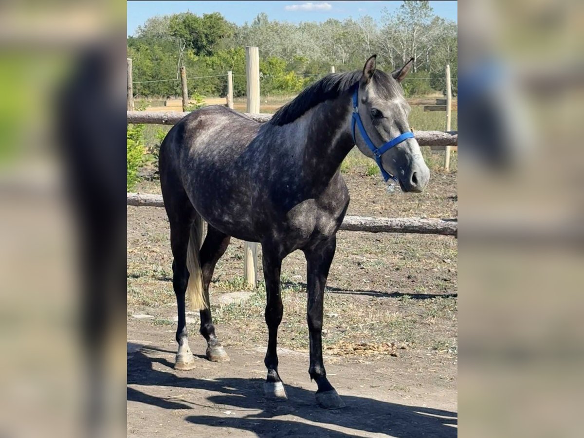 Weitere Ponys/Kleinpferde Stute 5 Jahre 148 cm Schimmel in Wien, Innere Stadt