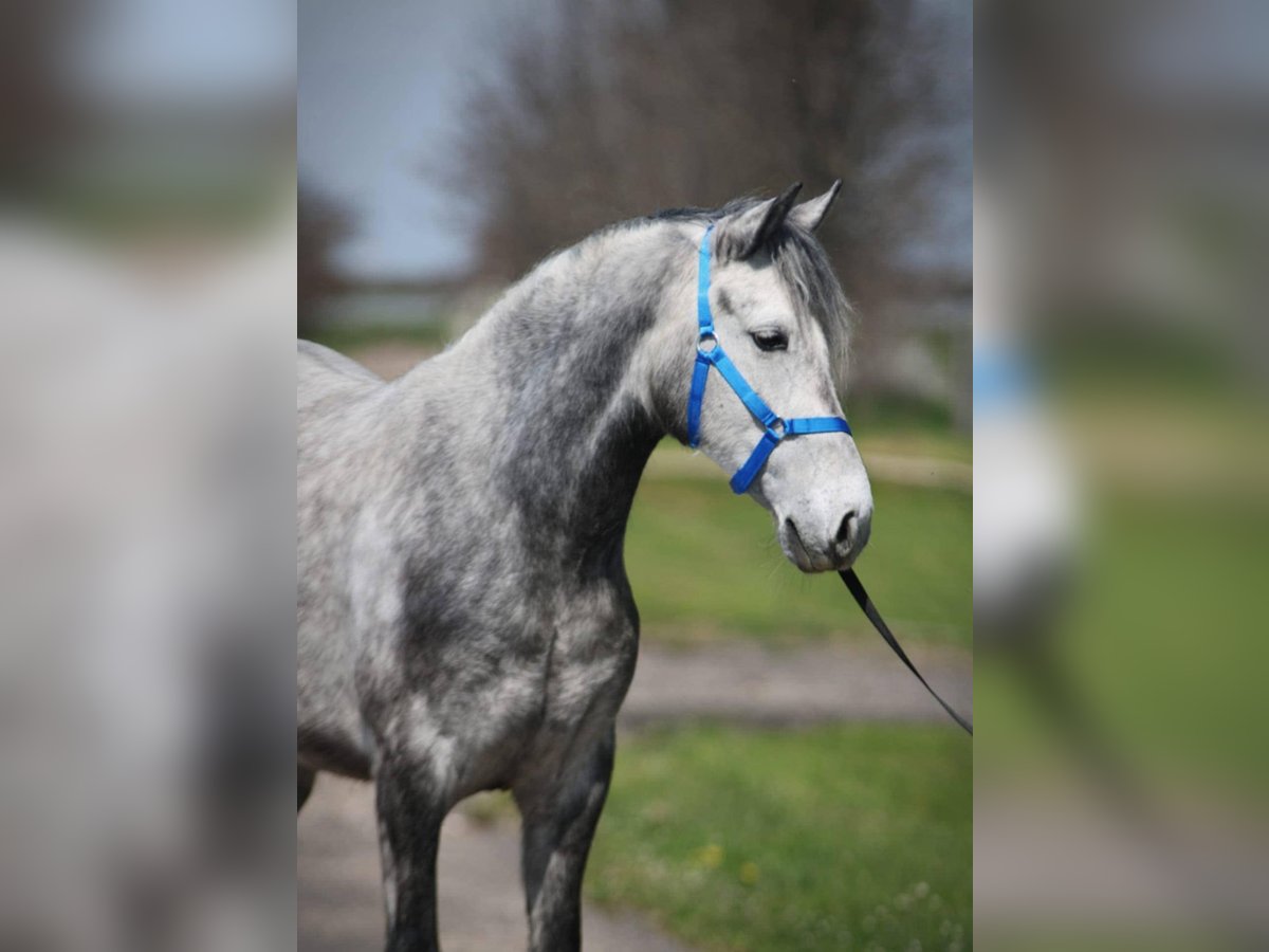 Weitere Ponys/Kleinpferde Stute 5 Jahre 149 cm Schimmel in B&#xE9;cs