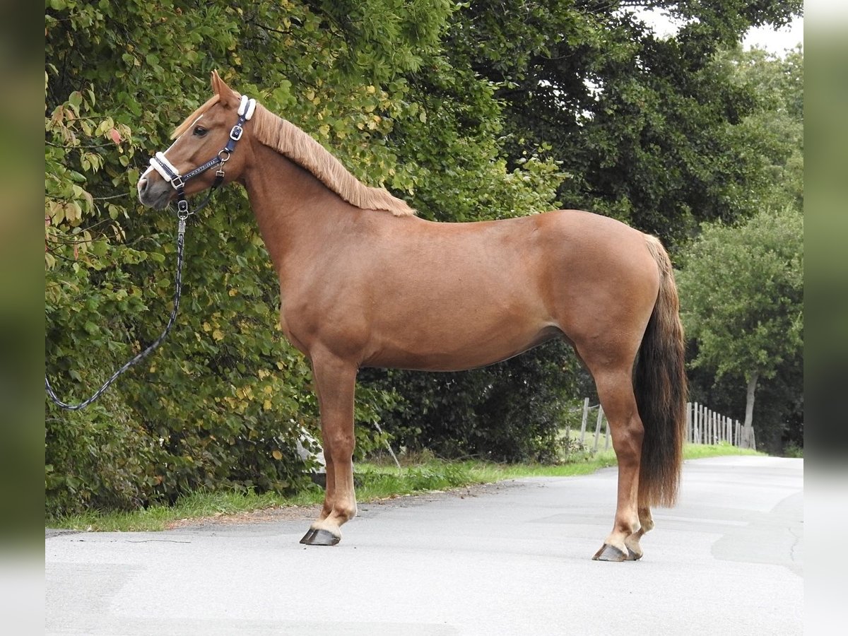 Weitere Ponys/Kleinpferde Stute 5 Jahre 150 cm Fuchs in Verl