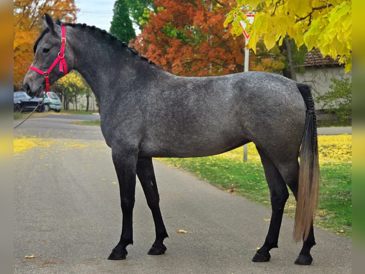 Weitere Ponys/Kleinpferde Stute 5 Jahre 150 cm Rotschimmel in B&#xE9;k&#xE9;scsaba