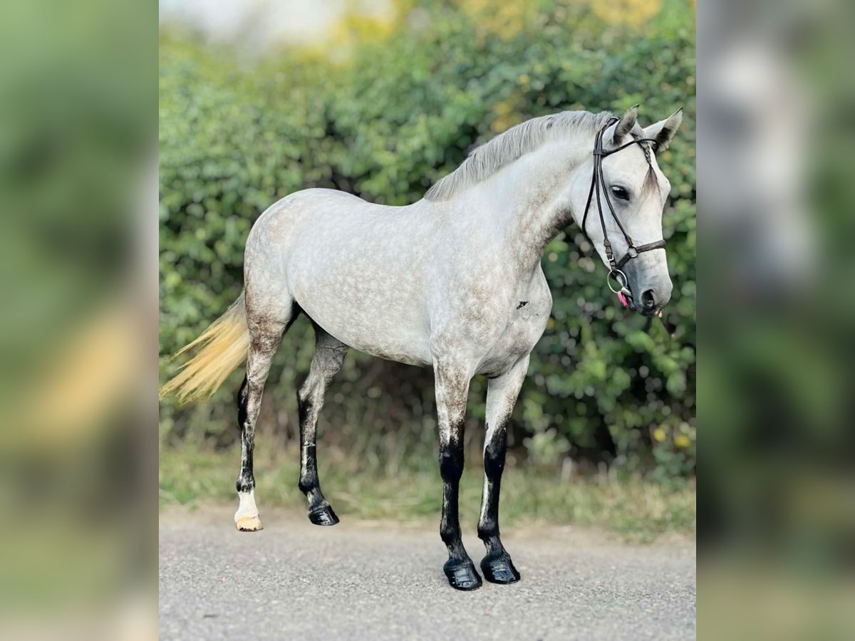 Weitere Ponys/Kleinpferde Stute 5 Jahre 152 cm Schimmel in Wien, Innere Stadt