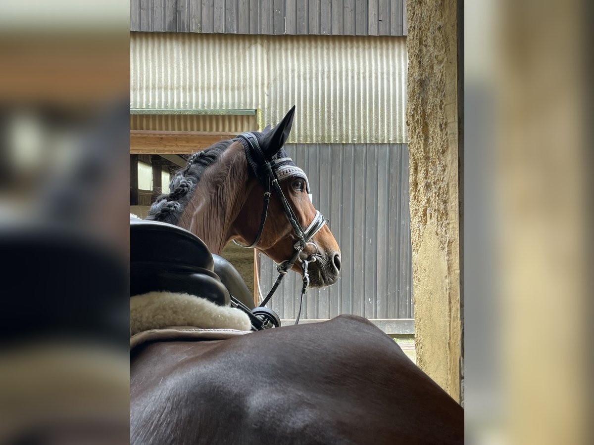 Weitere Ponys/Kleinpferde Stute 5 Jahre 155 cm Dunkelbrauner in Raubling