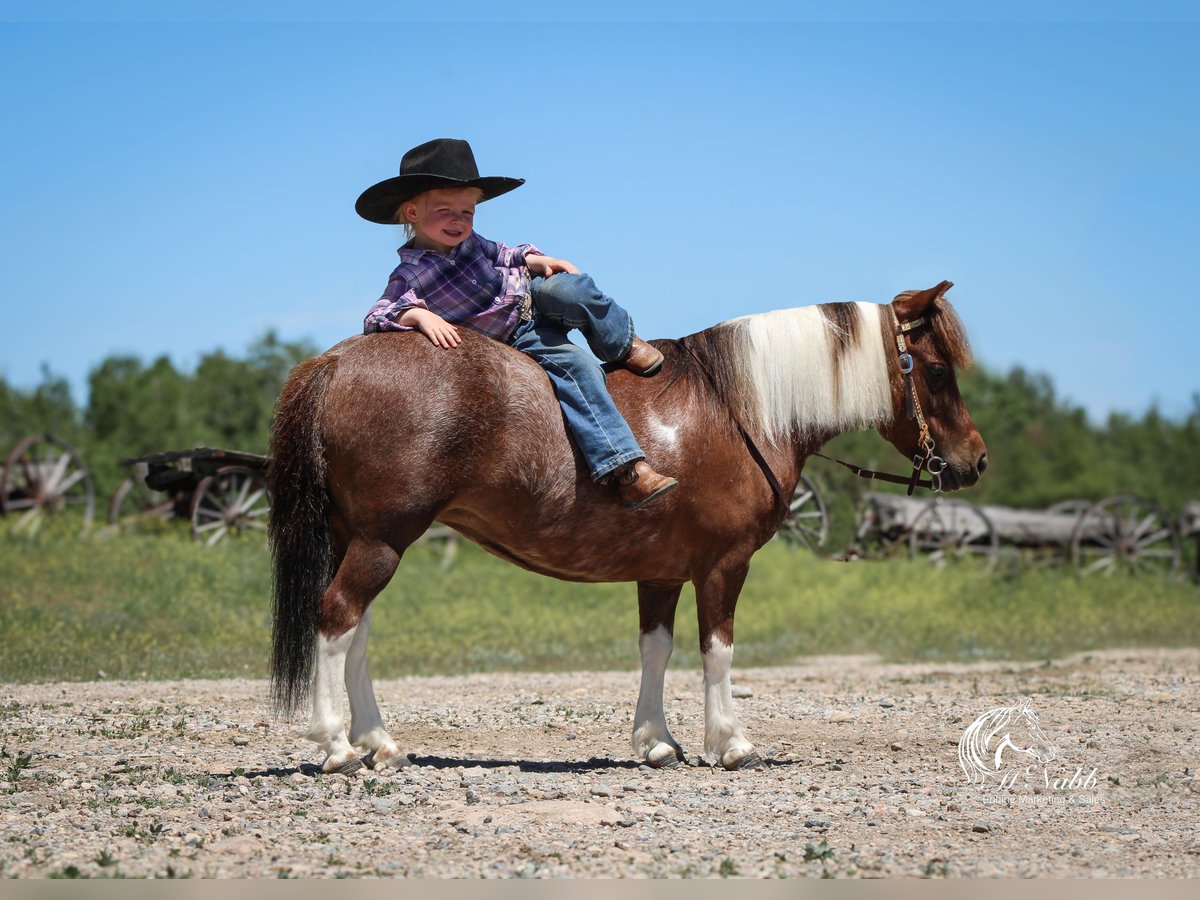 Weitere Ponys/Kleinpferde Stute 5 Jahre 91 cm Rotfuchs in Cody