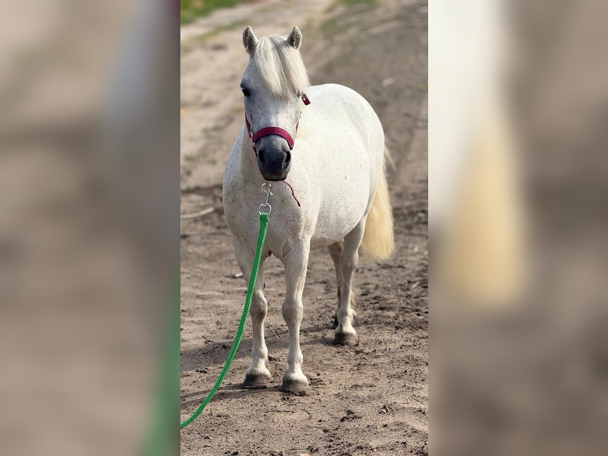 Weitere Ponys/Kleinpferde Stute 6 Jahre 108 cm White in B&#xF3;csa