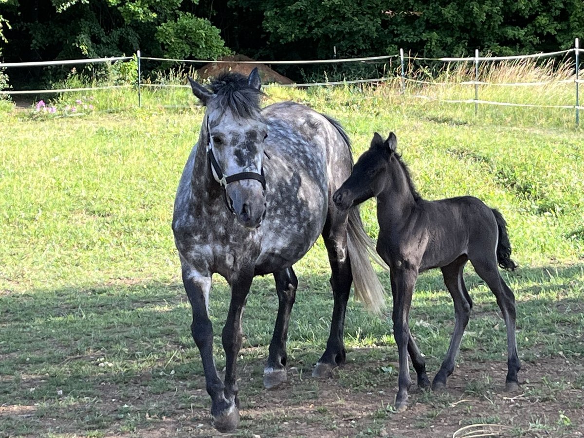 Weitere Ponys/Kleinpferde Stute 6 Jahre 125 cm Apfelschimmel in Ursensollen