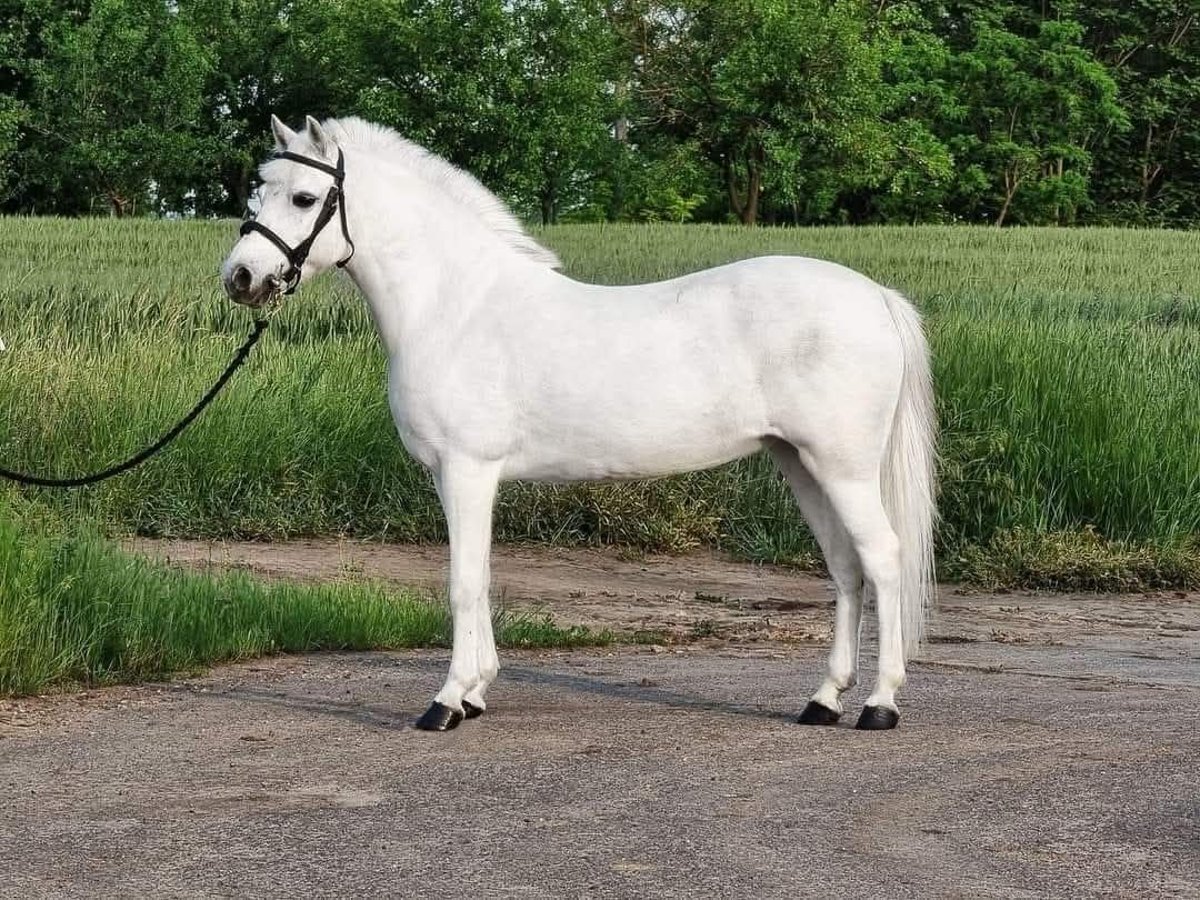 Weitere Ponys/Kleinpferde Stute 6 Jahre 135 cm Schimmel in Budapest