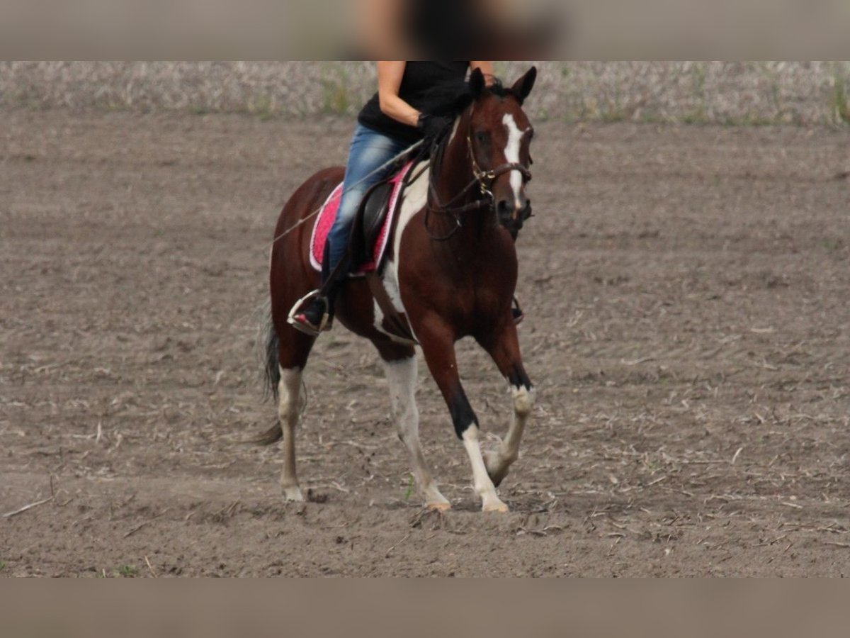 Weitere Ponys/Kleinpferde Mix Stute 6 Jahre 145 cm Schecke in Burgdorf