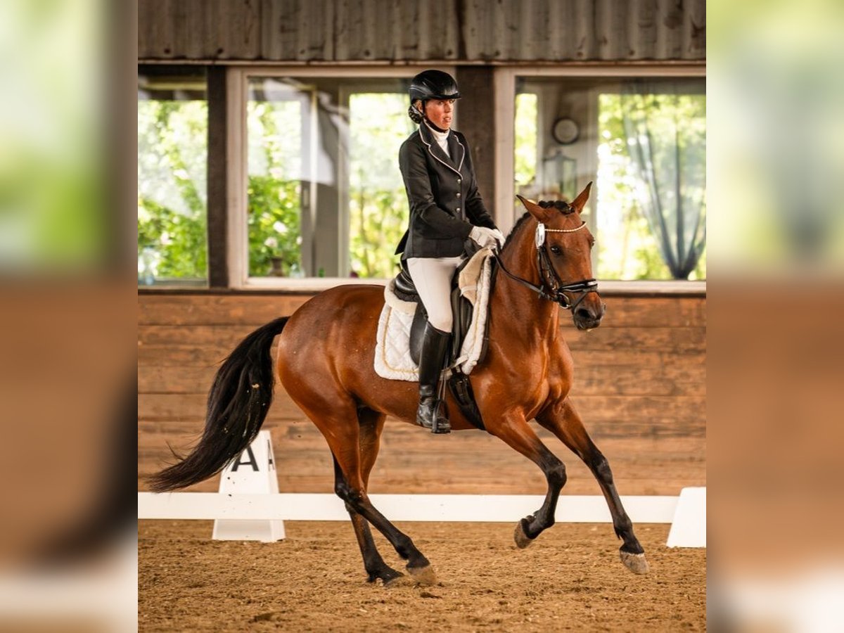 Weitere Ponys/Kleinpferde Stute 6 Jahre 146 cm Brauner in Velpke