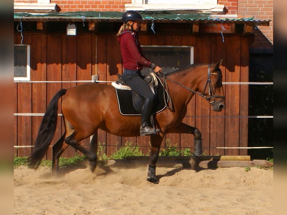 Weitere Ponys/Kleinpferde Stute 6 Jahre 146 cm Brauner in Velpke