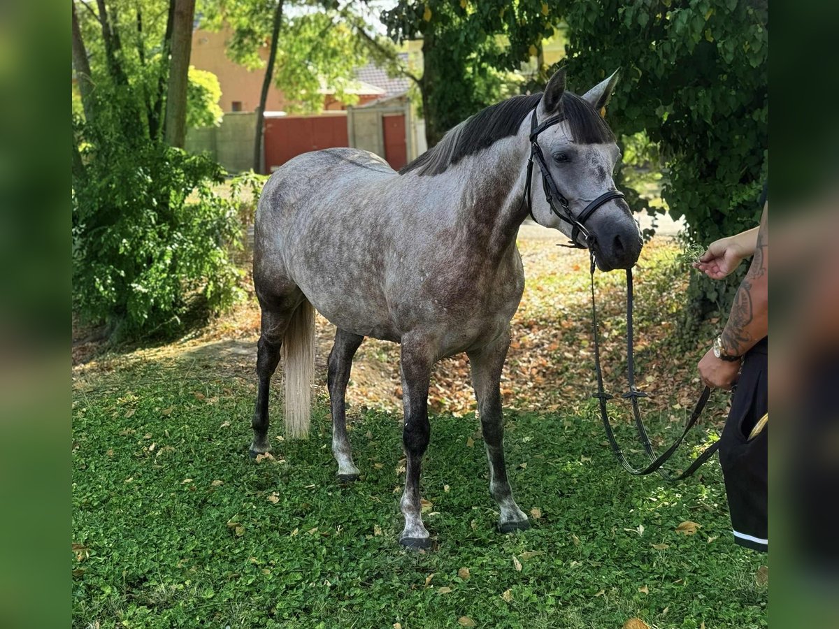 Weitere Ponys/Kleinpferde Stute 6 Jahre 147 cm Schimmel in B&#xE9;k&#xE9;scsaba