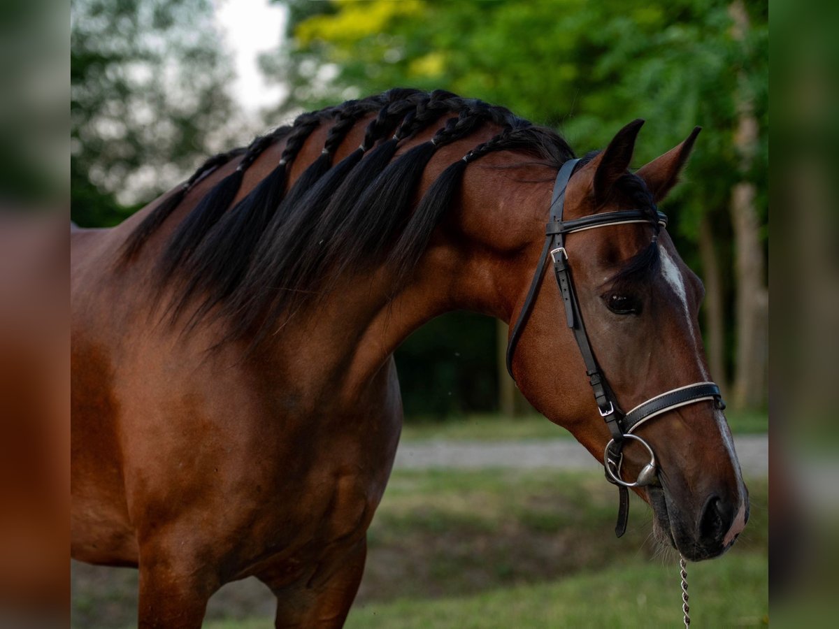 Weitere Ponys/Kleinpferde Stute 6 Jahre 150 cm Brauner in Mez&#x151;hegyes