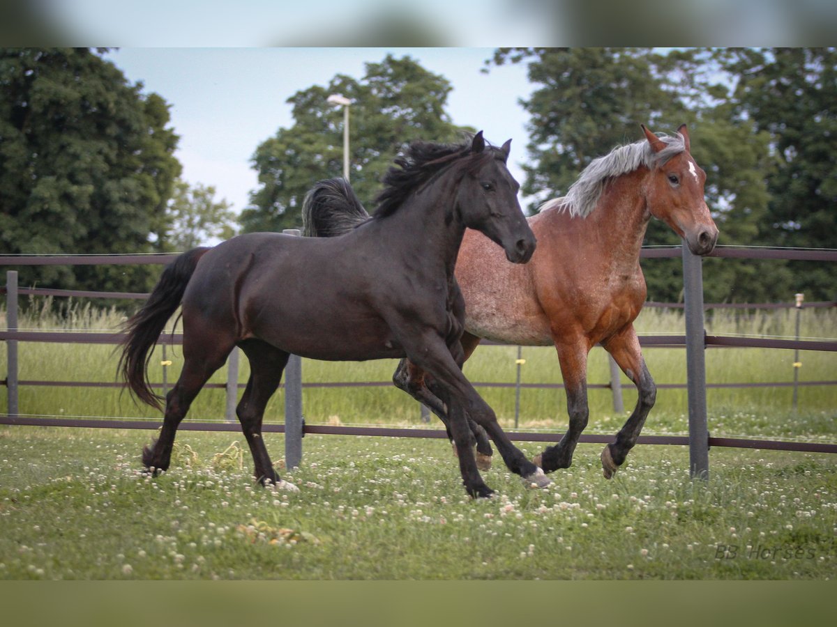 Weitere Ponys/Kleinpferde Mix Stute 6 Jahre 150 cm Rappe in Pastetten