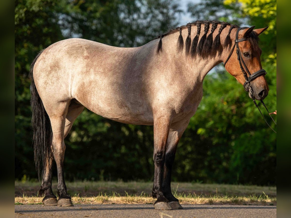 Weitere Ponys/Kleinpferde Stute 6 Jahre 150 cm Roan-Red in Mez&#x151;hegyes