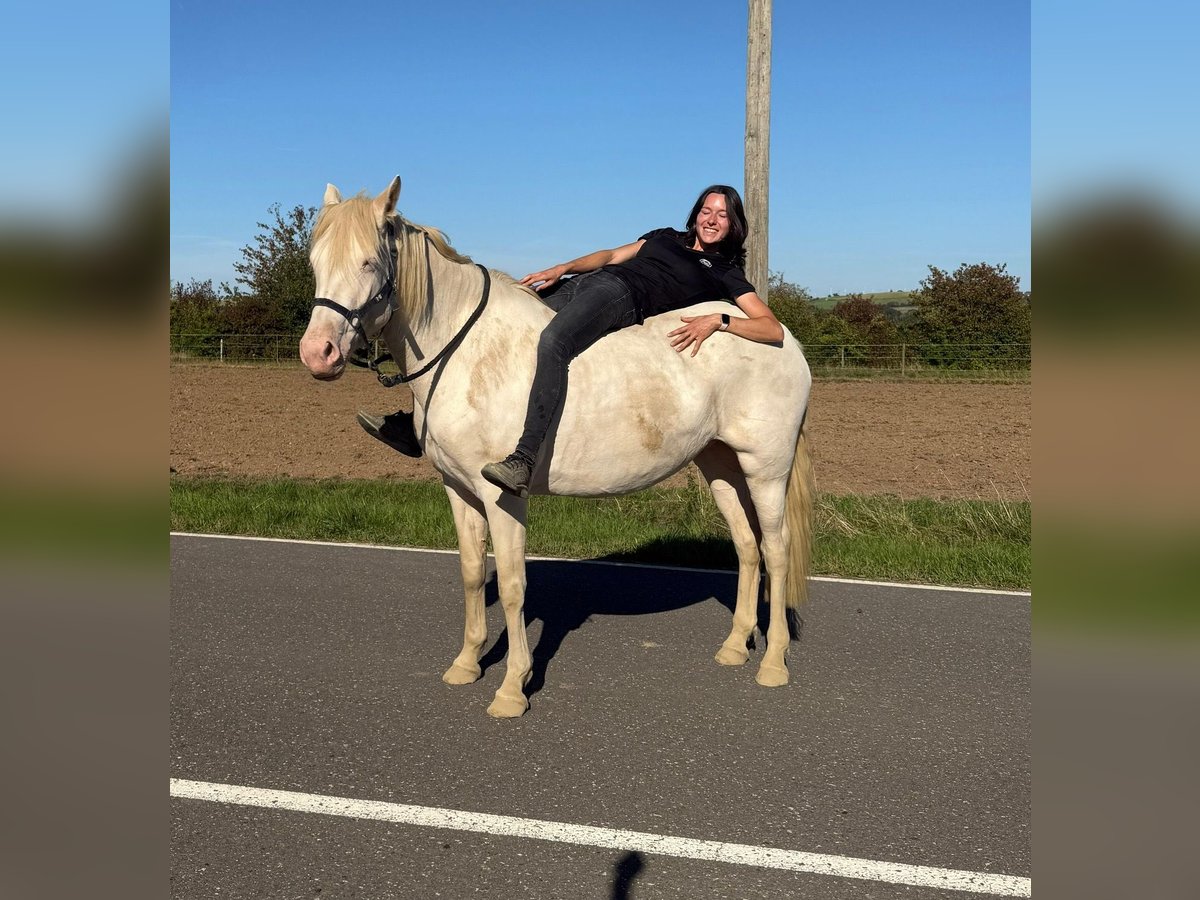 Weitere Ponys/Kleinpferde Stute 6 Jahre 151 cm Cremello in Daleiden