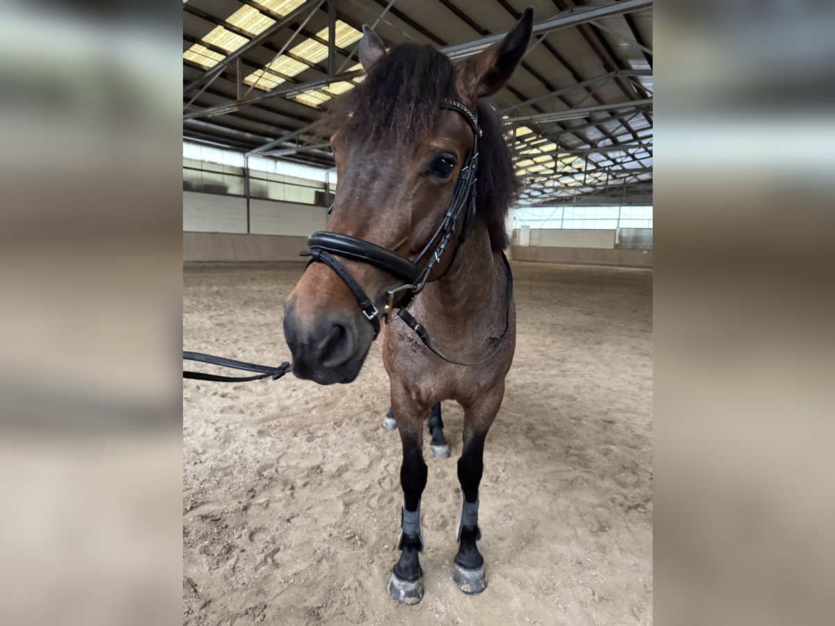 Weitere Ponys/Kleinpferde Stute 6 Jahre 151 cm Falbe in B&#xFC;rstadt