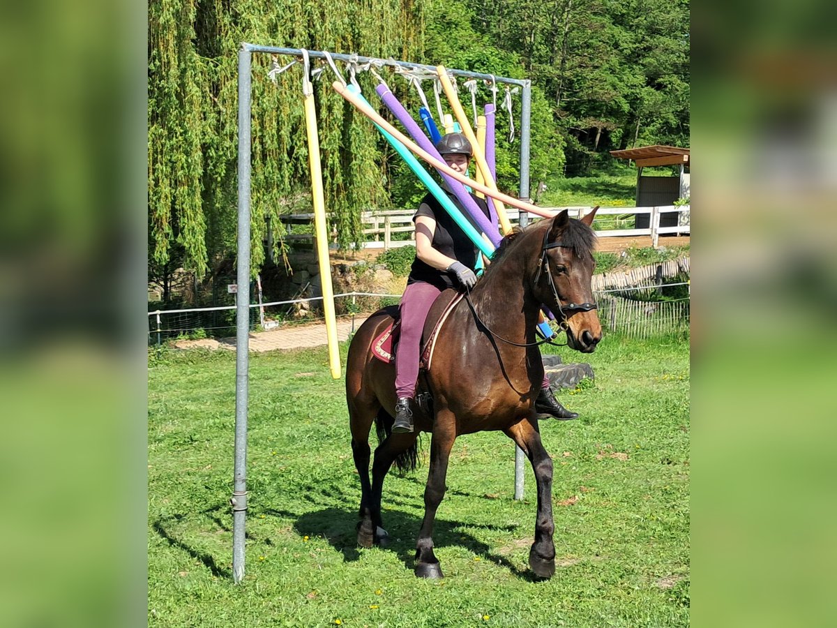 Weitere Ponys/Kleinpferde Stute 6 Jahre 154 cm Brauner in Bayerbach