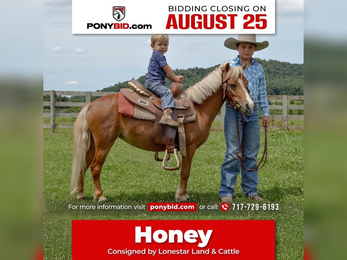 Weitere Ponys/Kleinpferde Stute 6 Jahre 91 cm Palomino in Mc Connellsburg