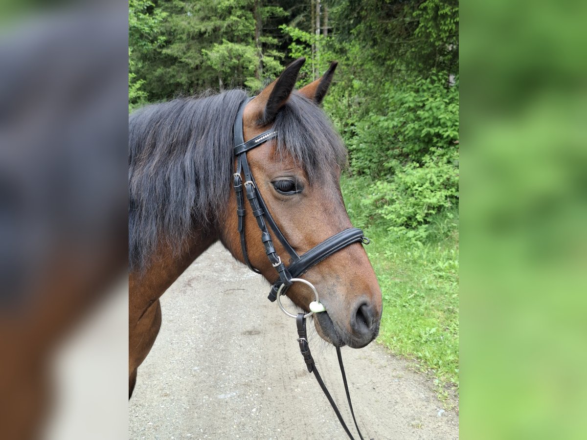 Weitere Ponys/Kleinpferde Stute 7 Jahre 128 cm Brauner in Weißkirchen