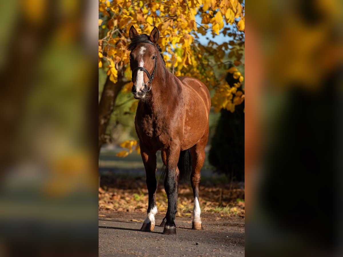 Weitere Ponys/Kleinpferde Stute 7 Jahre 144 cm Brauner in Békéscsaba Weitere Ponys/Kleinpferde Stute 7 Jahre 144 cm Brauner in Békéscsaba