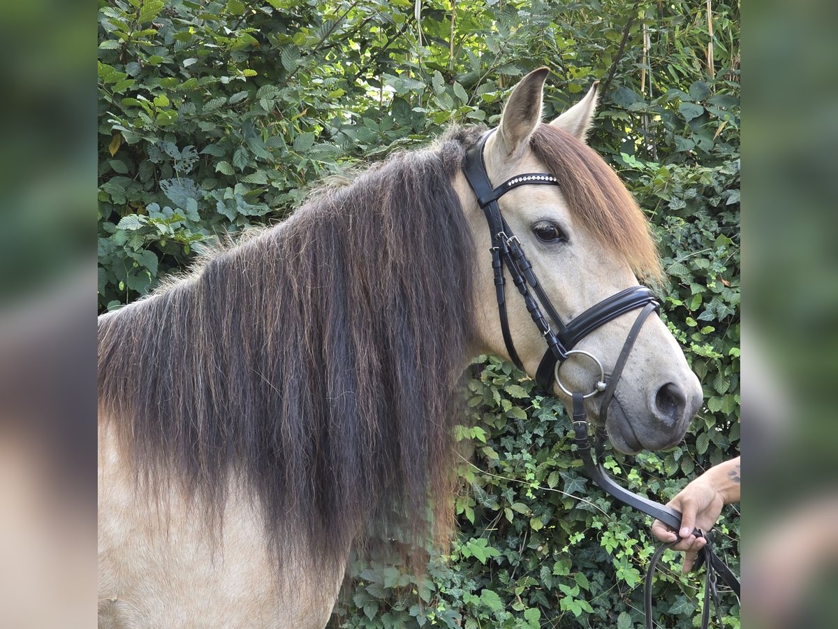 Weitere Ponys/Kleinpferde Stute 7 Jahre 144 cm Falbe in Wachtendonk