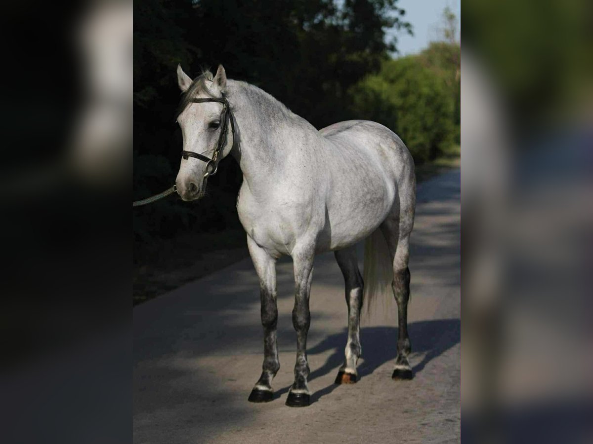 Weitere Ponys/Kleinpferde Stute 7 Jahre 144 cm Schimmel in Gyula