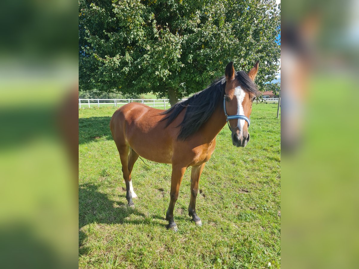 Weitere Ponys/Kleinpferde Mix Stute 7 Jahre 145 cm Brauner in Memmingen Weitere Ponys/Kleinpferde Mix Stute 7 Jahre 145 cm Brauner in Memmingen