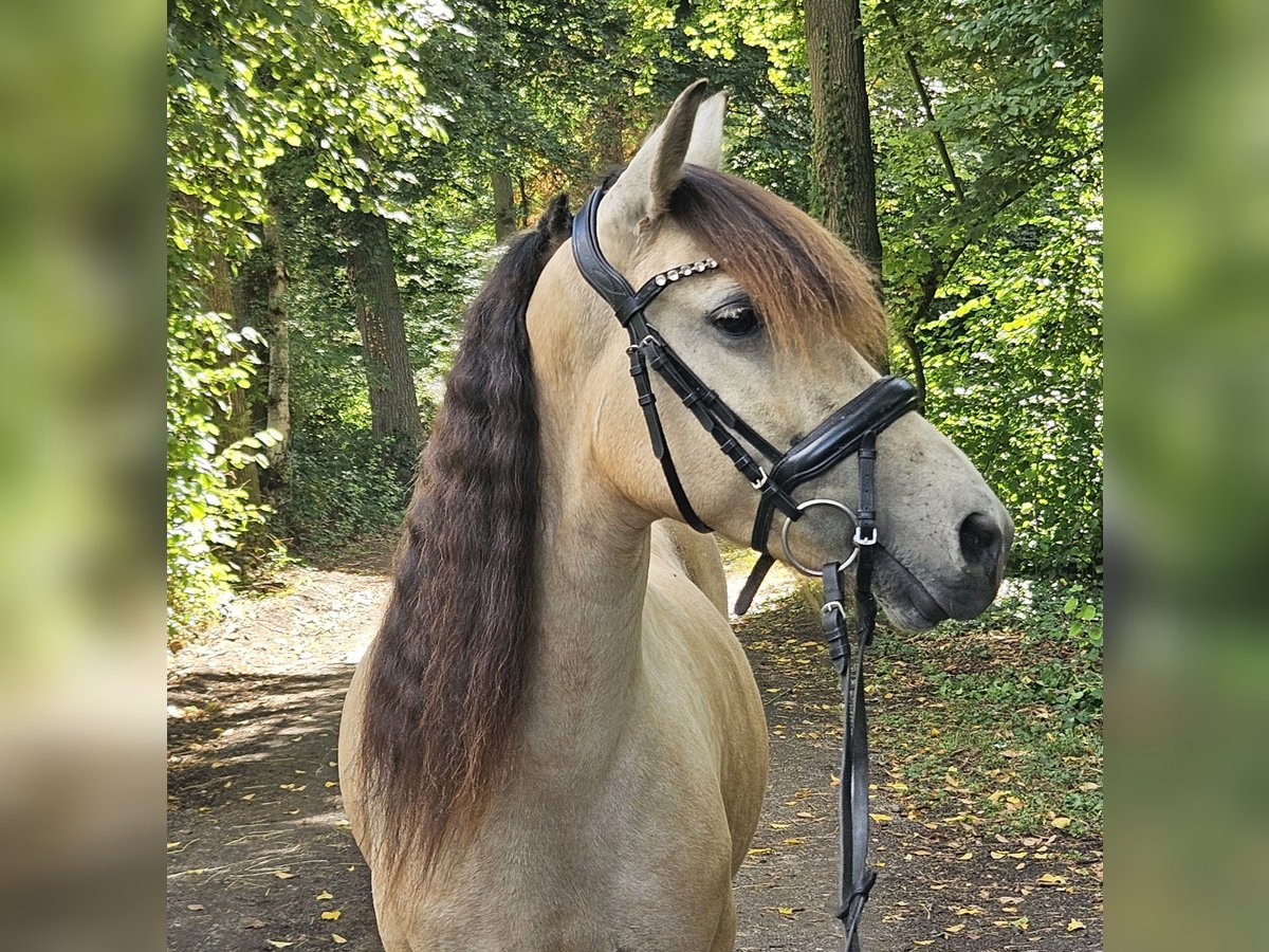 Weitere Ponys/Kleinpferde Stute 7 Jahre 145 cm Falbe in Wachtendonk