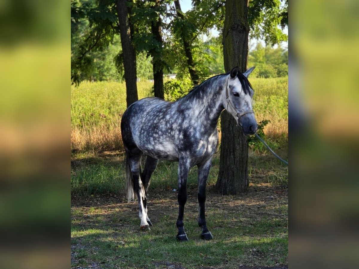 Weitere Ponys/Kleinpferde Stute 7 Jahre 145 cm Schimmel in Csabacs&#x171;d