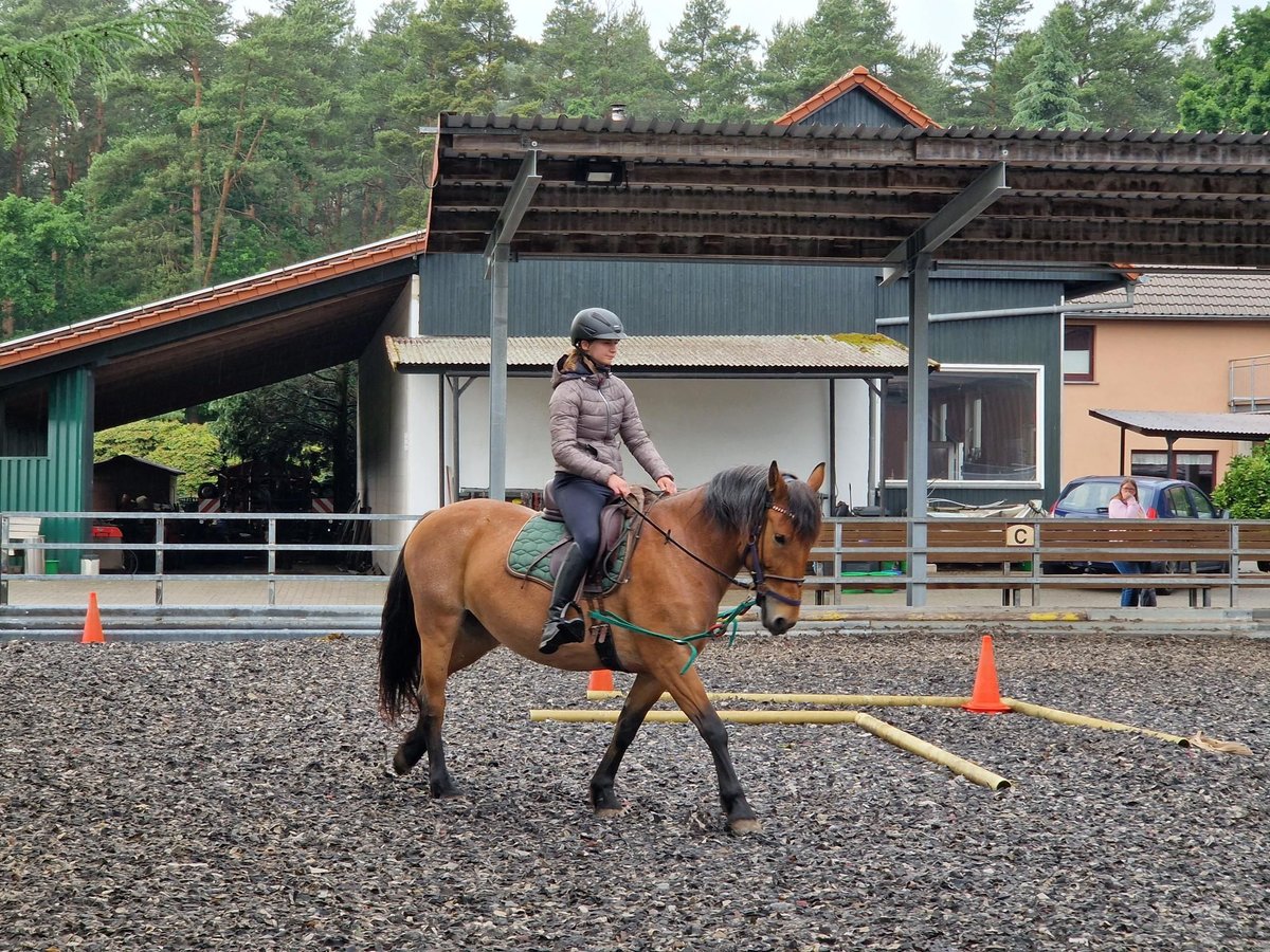 Weitere Ponys/Kleinpferde Mix Stute 7 Jahre 152 cm Rotbrauner in Steimbke Lichtenhorst
