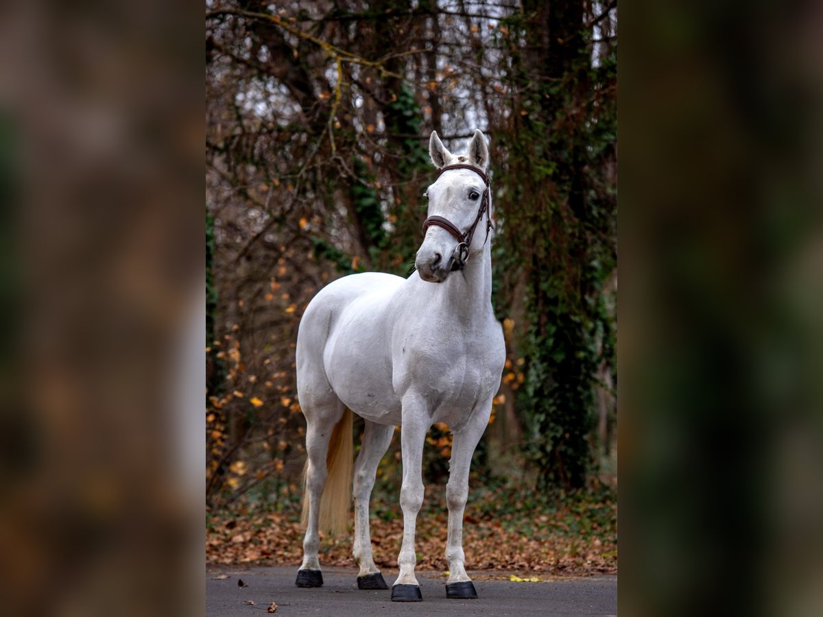 Weitere Ponys/Kleinpferde Stute 7 Jahre 155 cm Schimmel in B&#xE9;k&#xE9;scsaba
