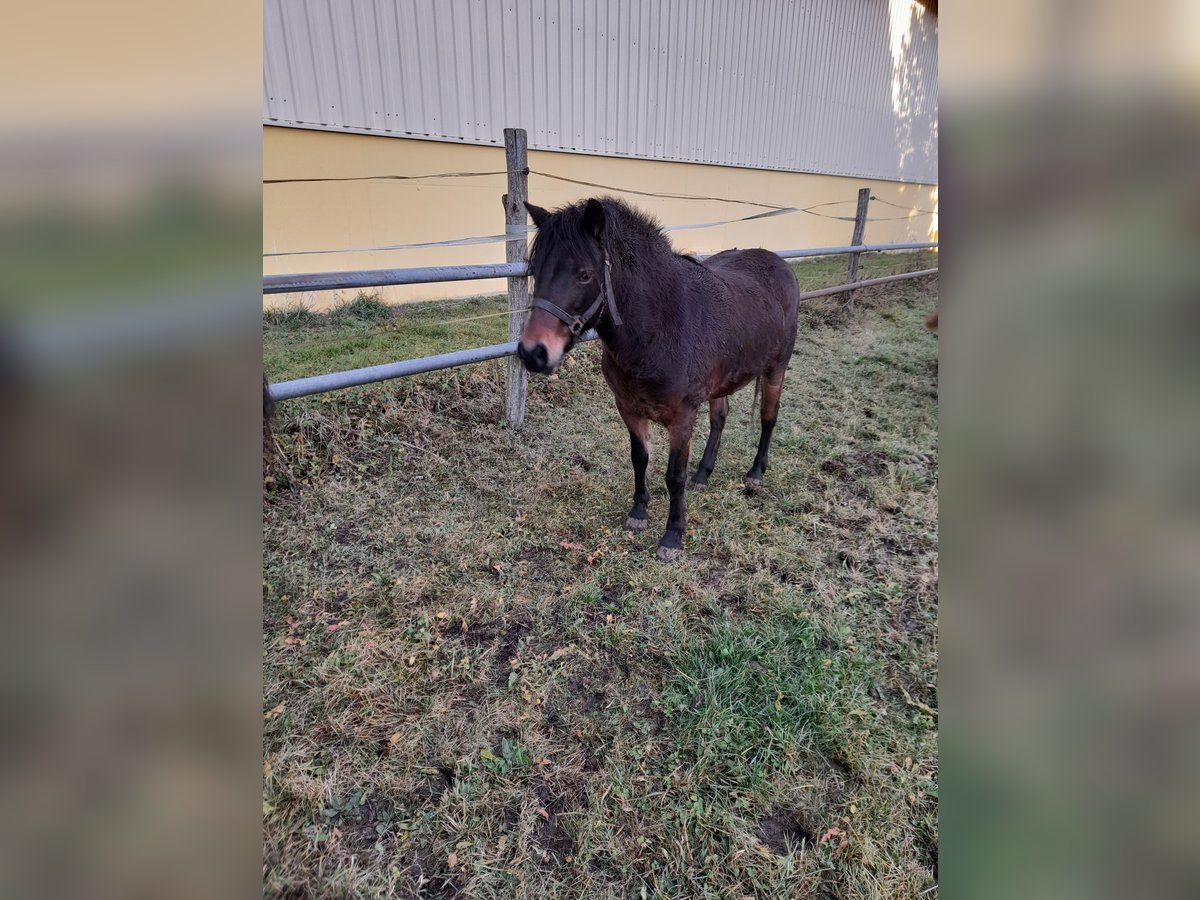 Weitere Ponys/Kleinpferde Mix Stute 8 Jahre 128 cm Brauner in Bad Saulgau