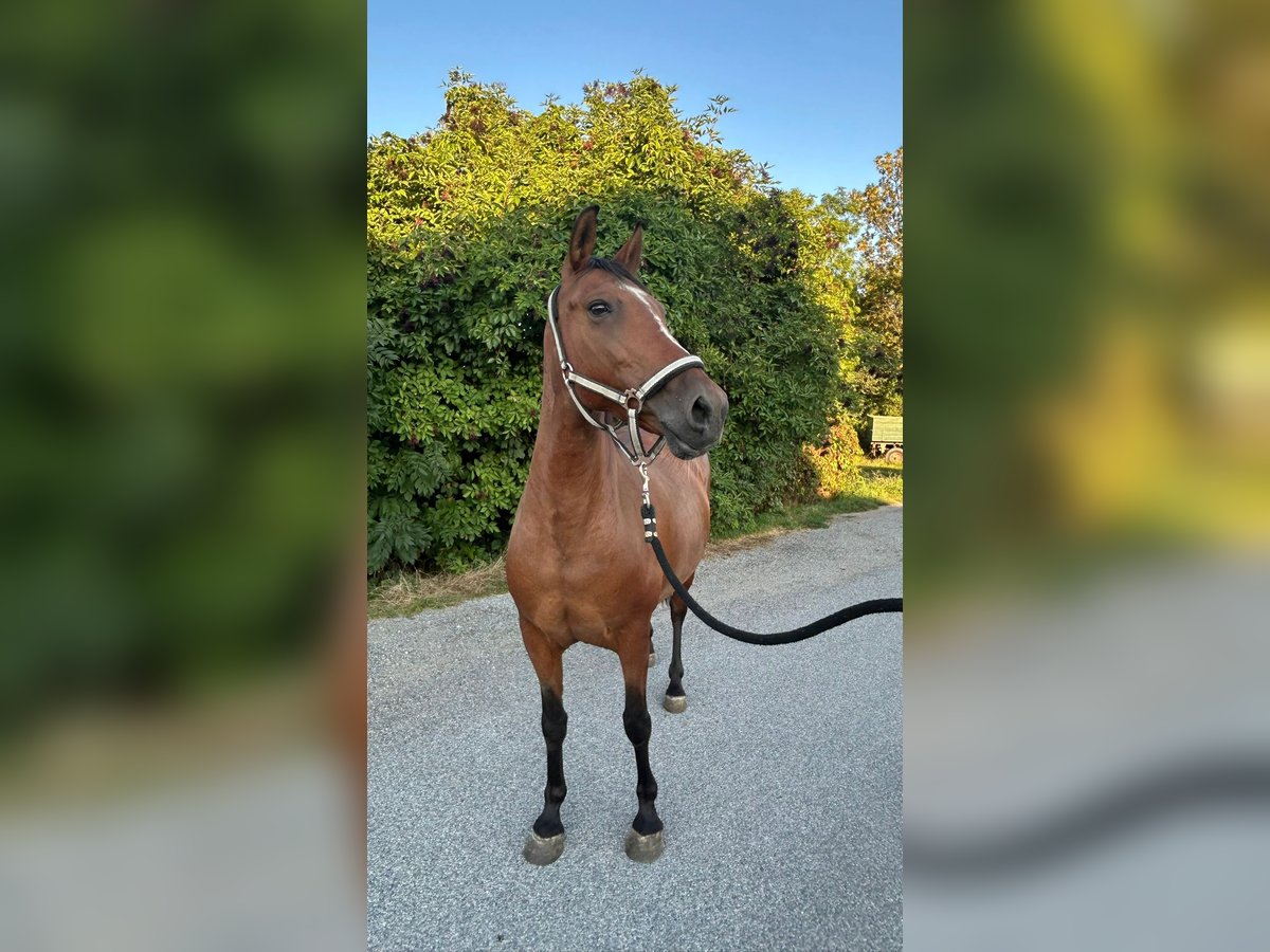 Weitere Ponys/Kleinpferde Stute 8 Jahre 142 cm Brauner in Götzendorf an der Leitha Weitere Ponys/Kleinpferde Stute 8 Jahre 142 cm Brauner in Götzendorf an der Leitha