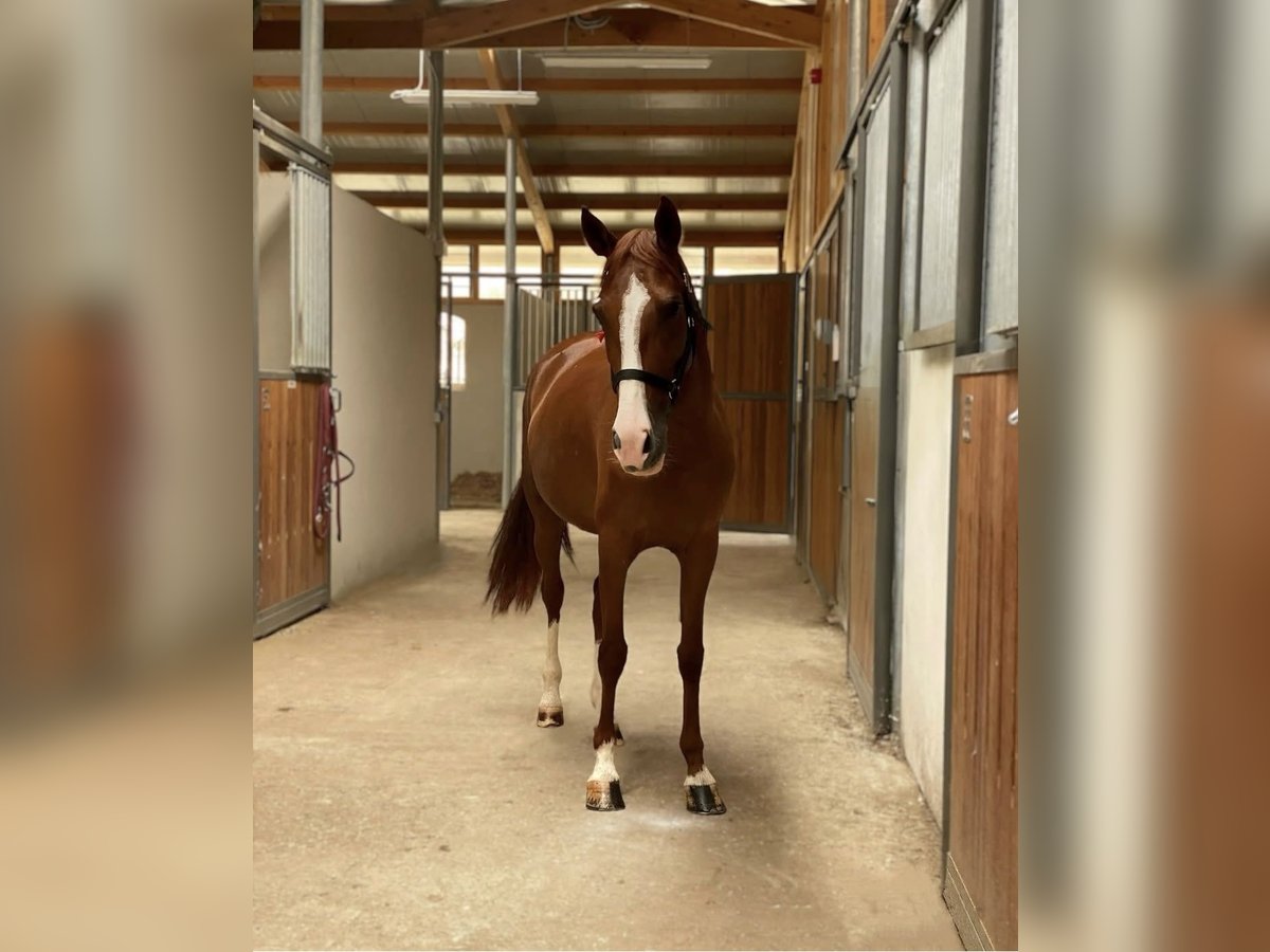 Weitere Ponys/Kleinpferde Stute 8 Jahre 142 cm Fuchs in Roma