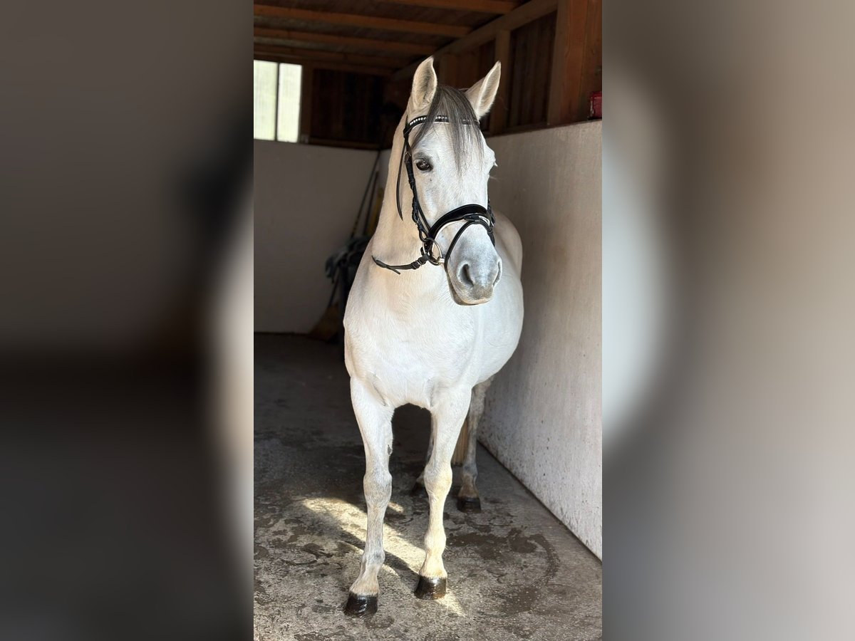 Weitere Ponys/Kleinpferde Stute 8 Jahre 145 cm Schimmel in Gummern