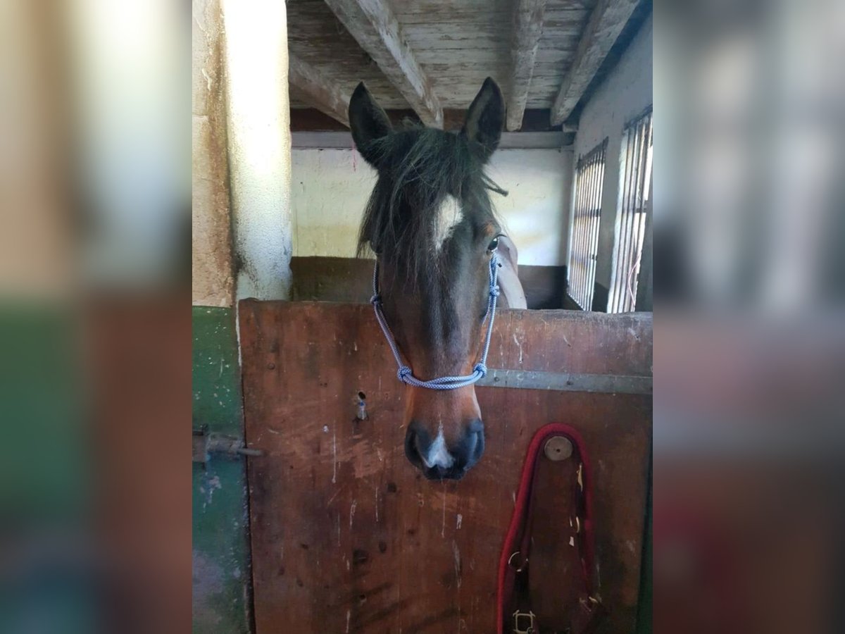 Weitere Ponys/Kleinpferde Stute 8 Jahre 149 cm Dunkelfuchs in Wangen im Allg&#xE4;u