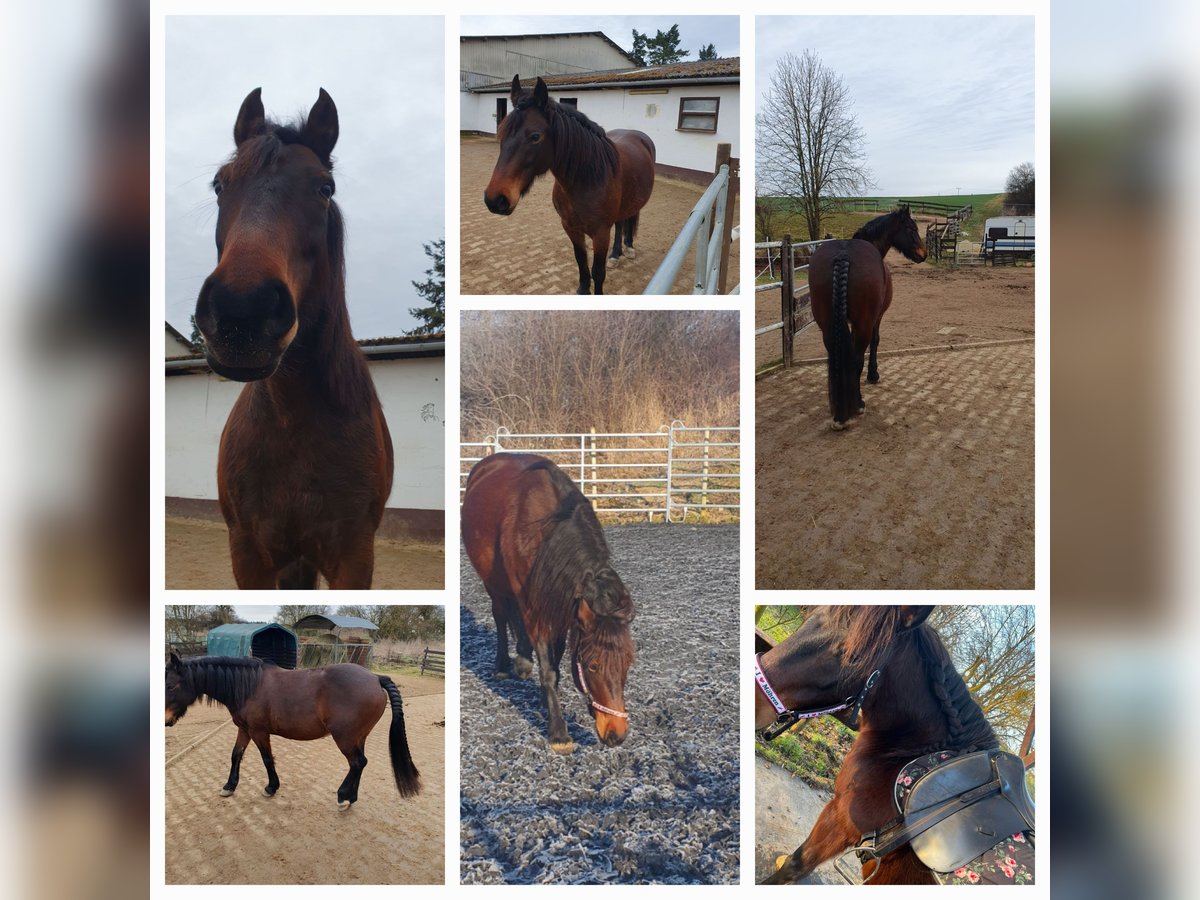 Weitere Ponys/Kleinpferde Stute 8 Jahre 150 cm Brauner in Kaltenholzhausen