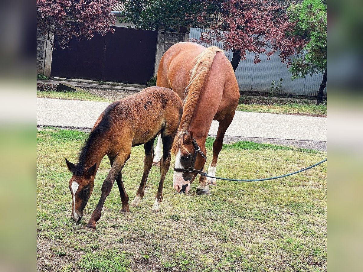 Weitere Ponys/Kleinpferde Stute 8 Jahre 150 cm Fuchs in B&#xE9;k&#xE9;scsaba