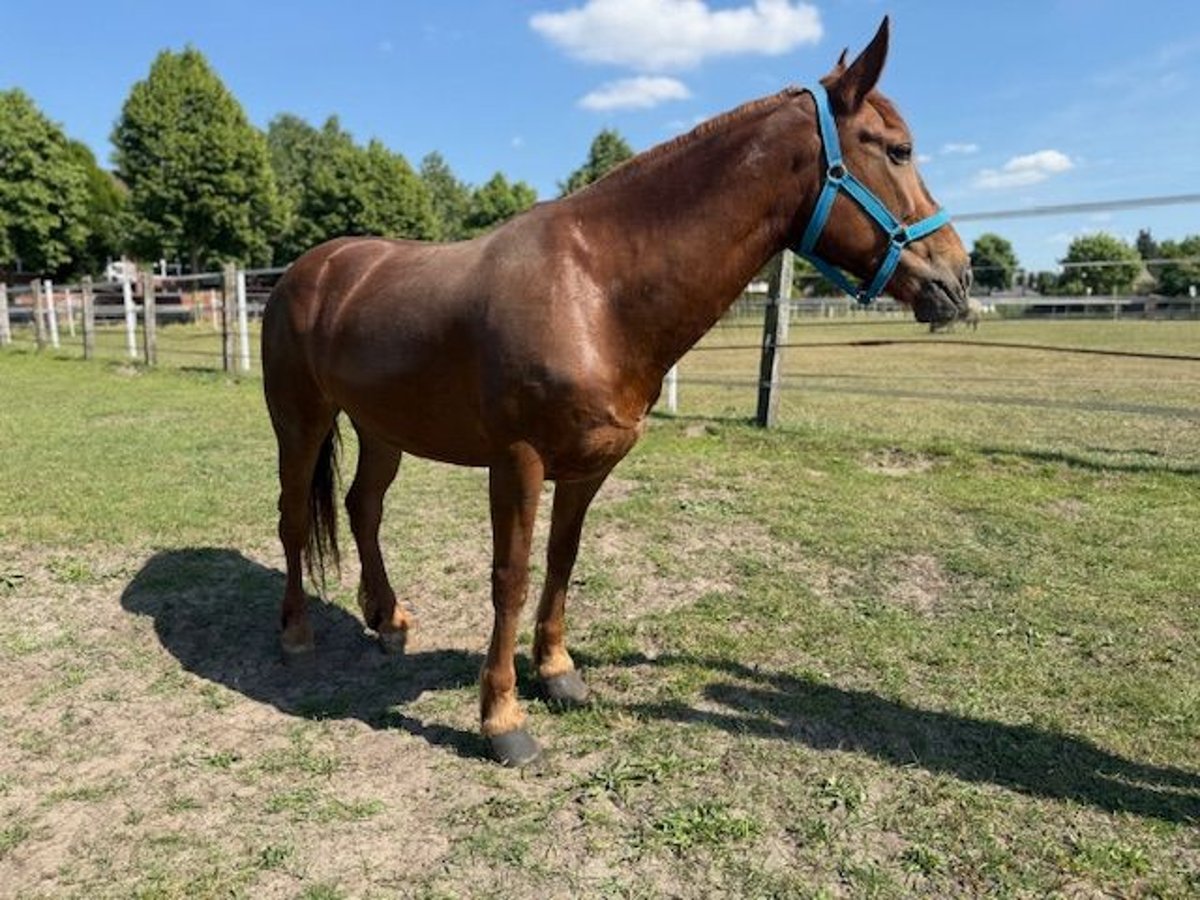 Weitere Ponys/Kleinpferde Mix Stute 8 Jahre 150 cm Fuchs in Meppen