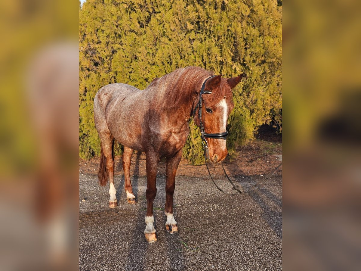 Weitere Ponys/Kleinpferde Stute 8 Jahre 150 cm Roan-Red in Debrecen