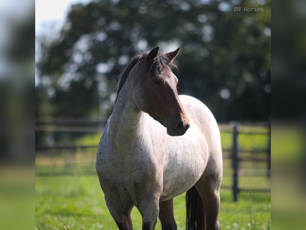 Weitere Ponys/Kleinpferde Stute 8 Jahre 151 cm Roan-Bay in Pastetten