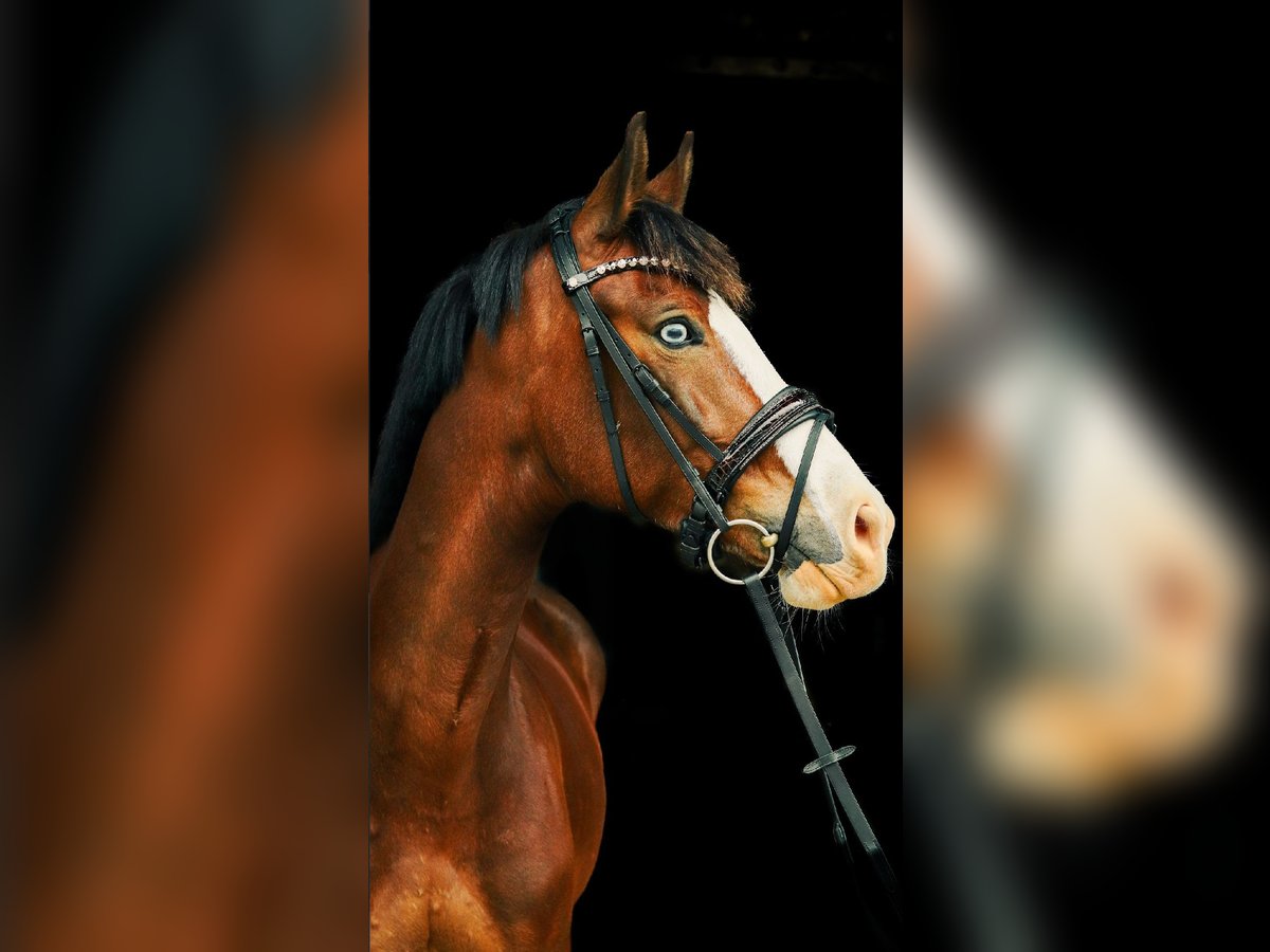 Weitere Ponys/Kleinpferde Stute 8 Jahre 155 cm Brauner in Schalksm&#xFC;hle