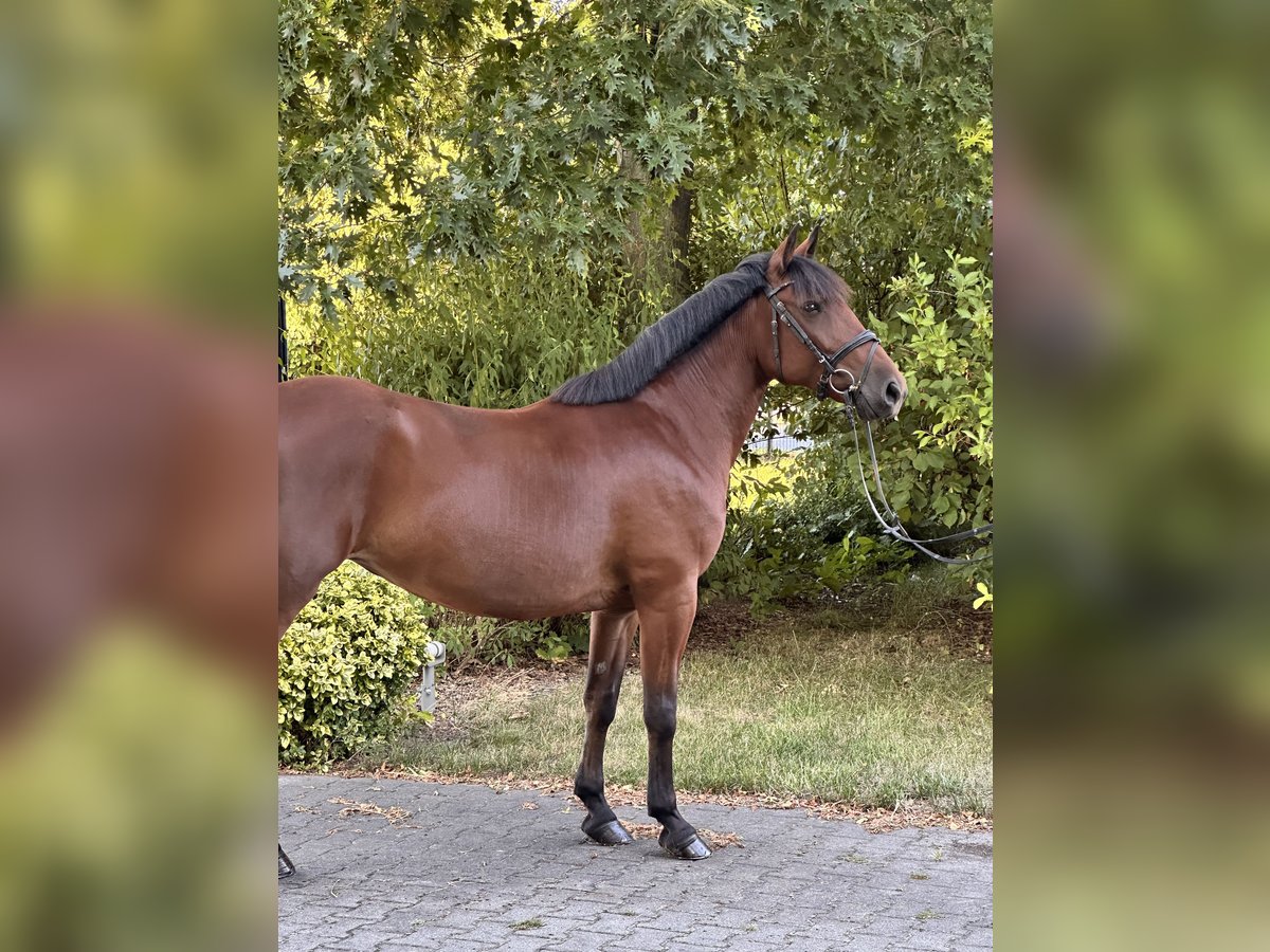 Weitere Ponys/Kleinpferde, Stute in Leipzig