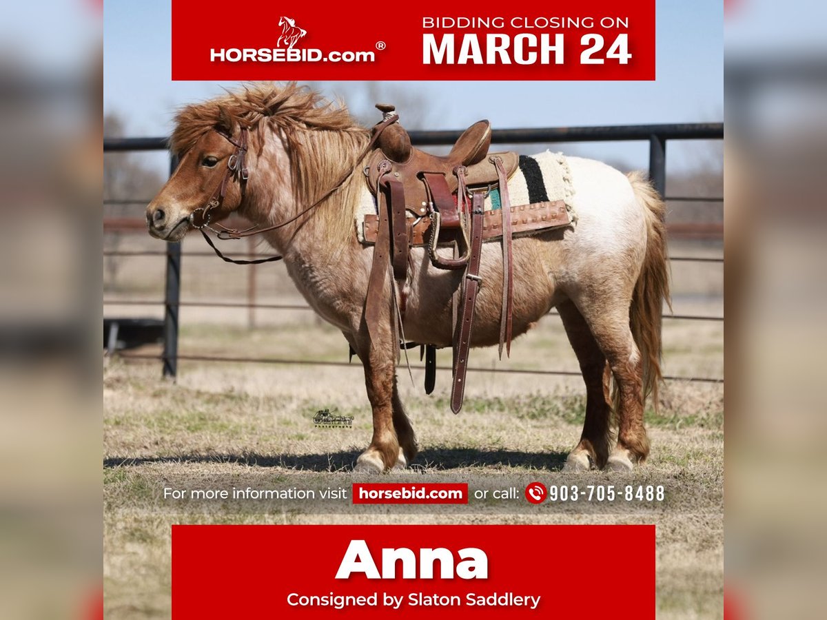 Weitere Ponys/Kleinpferde Stute 8 Jahre 86 cm Roan-Red in Canton, TX