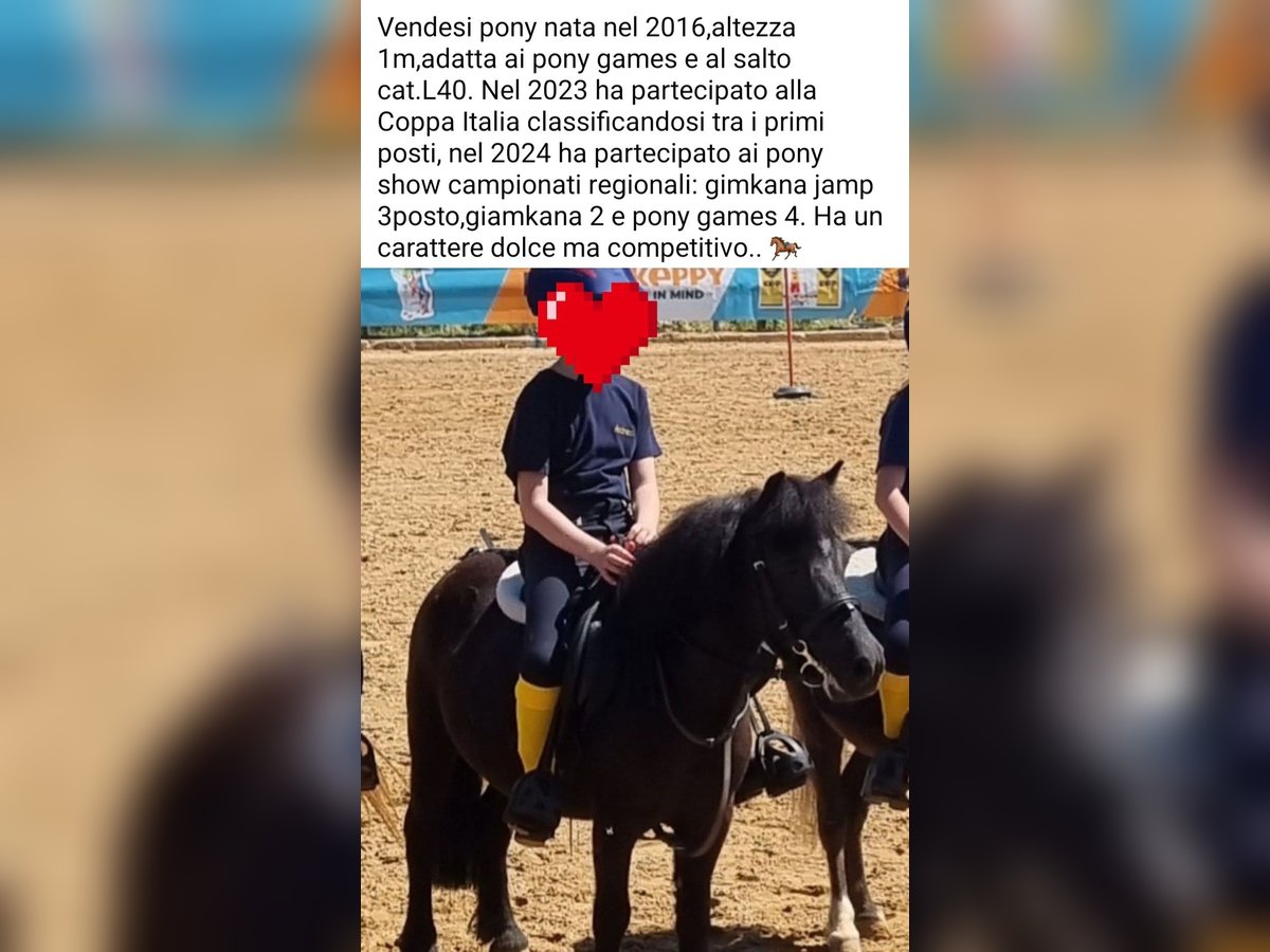 Weitere Ponys/Kleinpferde Stute 9 Jahre 100 cm Rappe in Messina Weitere Ponys/Kleinpferde Stute 9 Jahre 100 cm Rappe in Messina