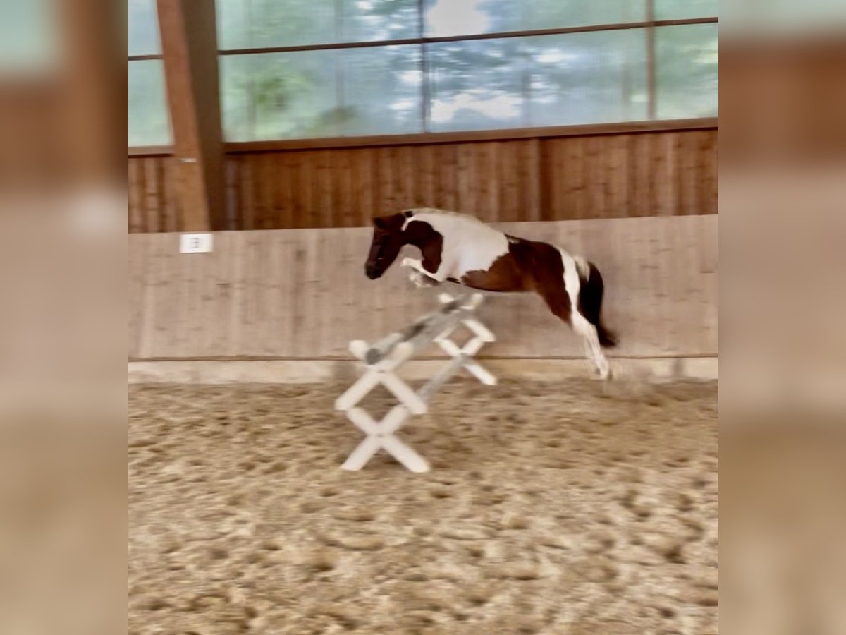 Weitere Ponys/Kleinpferde Mix Stute 9 Jahre 115 cm Schecke in Bernburg