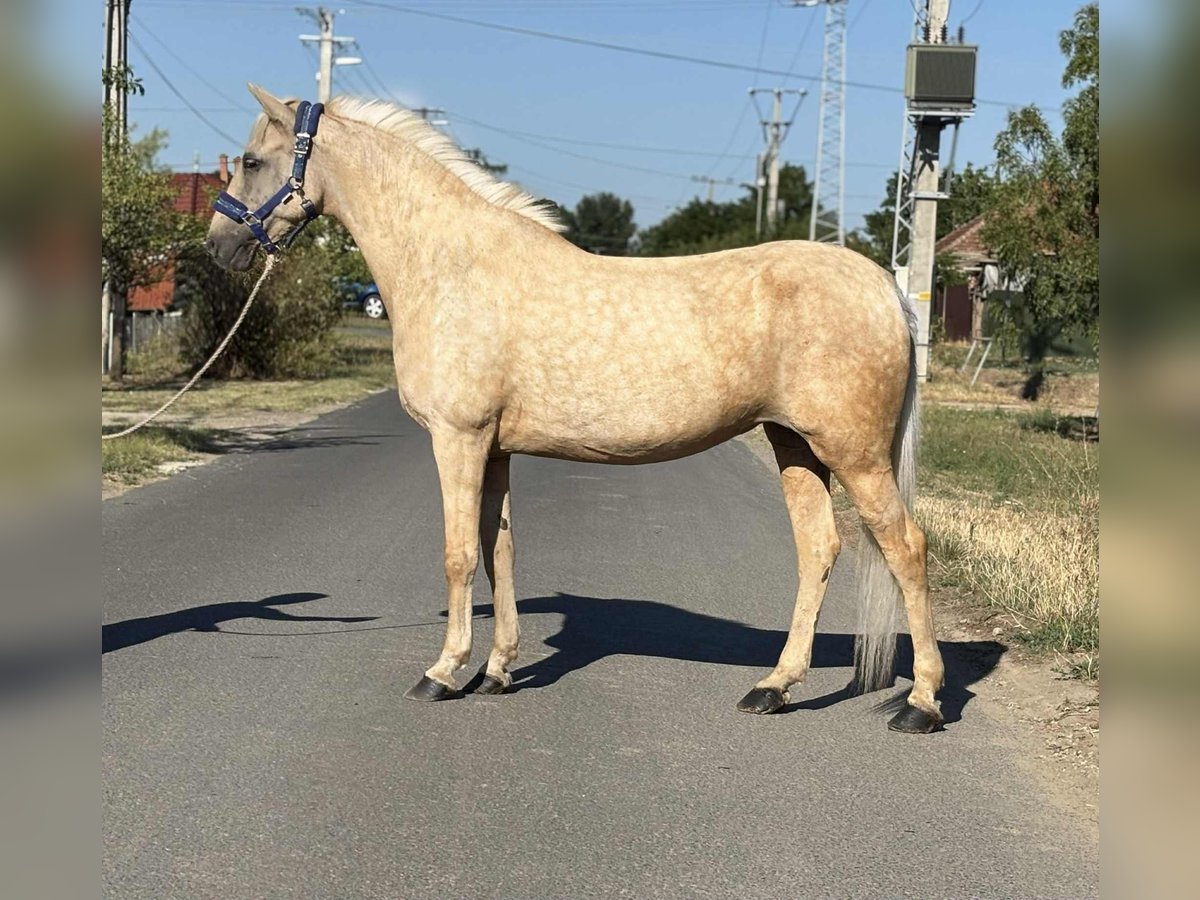 Weitere Ponys/Kleinpferde Stute 9 Jahre 142 cm Palomino in B&#xE9;k&#xE9;s